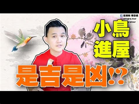 築巢 風水|【鳥築巢吉兆】迎祥納瑞：野鳥築巢，居家風水好兆。